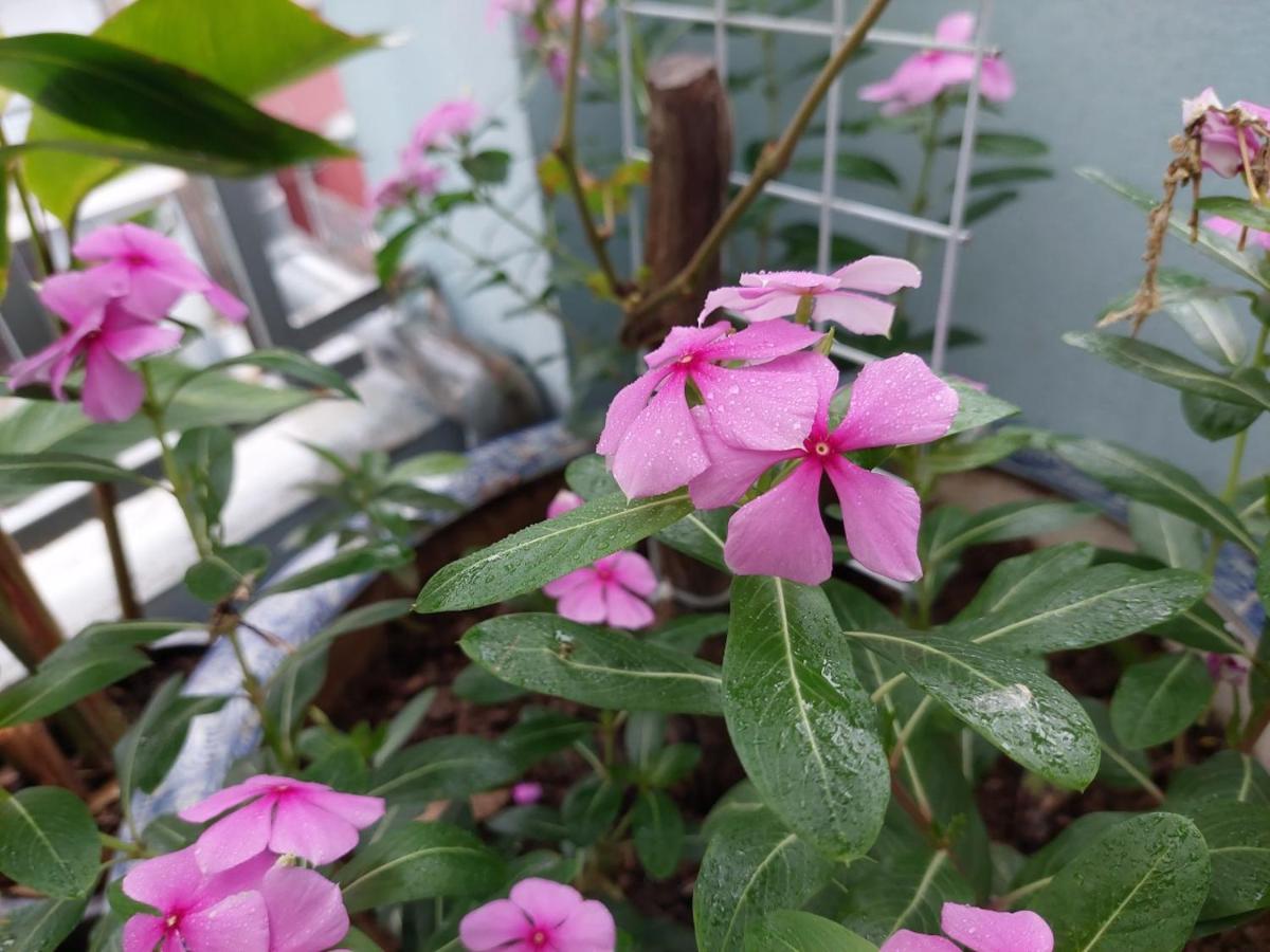 Alley Homestay Hanoi Zewnętrze zdjęcie